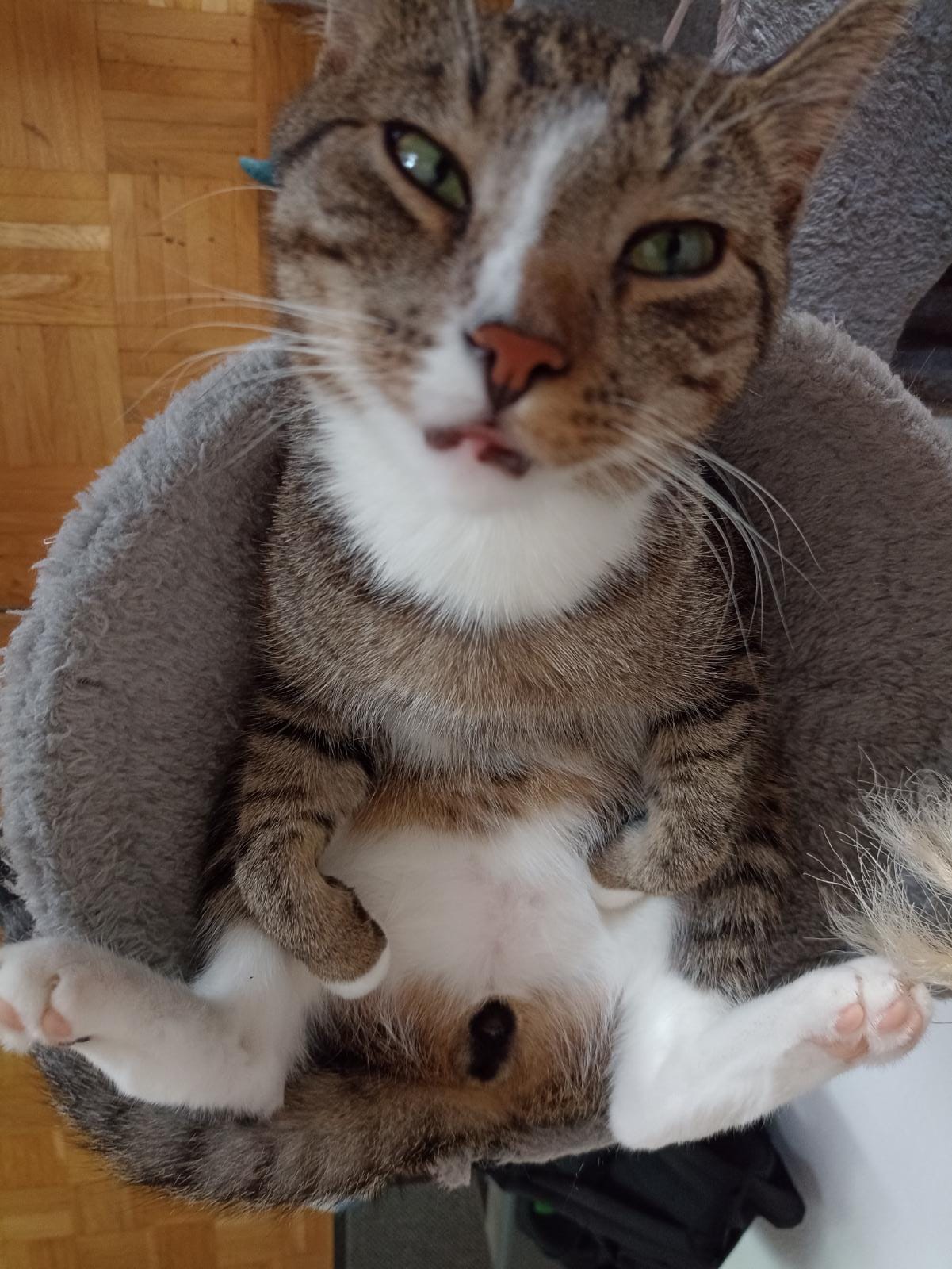 Kater Odin, das Maskottchen von Berlin Games